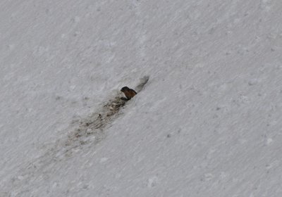 dsc_0484.jpg